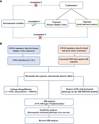 The role of herpes simplex virus infection in the etiology of head and neck cancer–a Mendelian randomization study